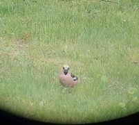 Kjernebiter (Coccothraustes coccothraustes)