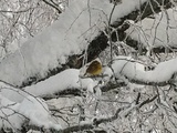 Gulspurv (Emberiza citrinella)