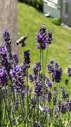 Dagsvermer (Macroglossum stellatarum)