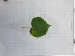 Lind (Tilia cordata)