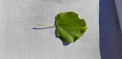 Lind (Tilia cordata)