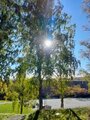 Hengebjørk (Betula pendula)