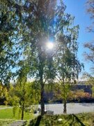 Hengebjørk (Betula pendula)