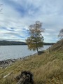 Hengebjørk (Betula pendula)