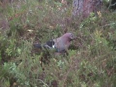 Nøtteskrike (Garrulus glandarius)