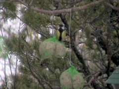 Kjøttmeis (Parus major)