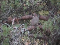 Nøtteskrike (Garrulus glandarius)