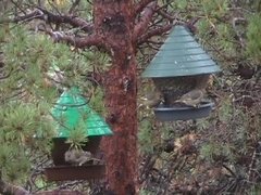 Grønnfink (Carduelis chloris)