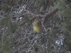 Gulspurv (Emberiza citrinella)