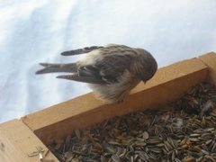 Polarsisik (Carduelis hornemanni)