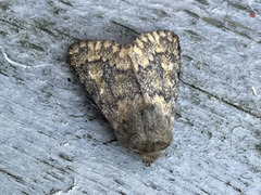 Tempelfly (Dasypolia templi)