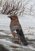 Nøtteskrike (Garrulus glandarius)