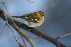 Bjørkefink (Fringilla montifringilla)