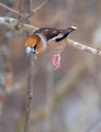 Kjernebiter (Coccothraustes coccothraustes)