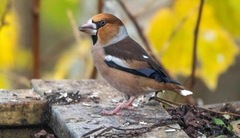 Kjernebiter (Coccothraustes coccothraustes)