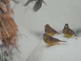 Gulspurv (Emberiza citrinella)