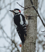 Flaggspett (Dendrocopos major)