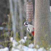 Flaggspett (Dendrocopos major)