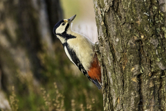 Flaggspett (Dendrocopos major)