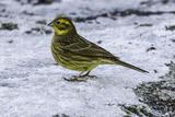 Gulspurv (Emberiza citrinella)