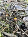 Hestehov (Tussilago farfara)