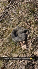 Hoggorm (Vipera berus)