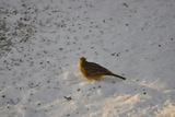 Gulspurv (Emberiza citrinella)