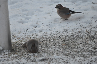 Nøtteskrike (Garrulus glandarius)