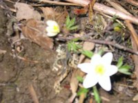 Hvitveis (Anemone nemorosa)