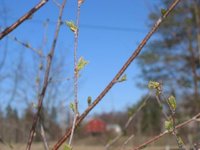 Bjørk (Betula pubescens)