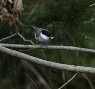 Løvmeis (Poecile palustris)