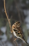 Bjørkefink (Fringilla montifringilla)