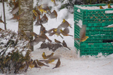 Gulspurv (Emberiza citrinella)