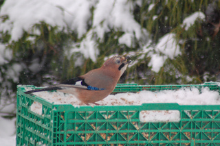 Nøtteskrike (Garrulus glandarius)