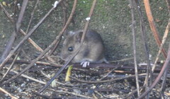 Småskogmus (Apodemus sylvaticus)