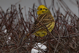 Gulspurv (Emberiza citrinella)