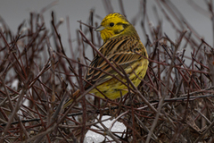 Gulspurv (Emberiza citrinella)