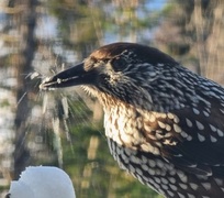 Nøttekråke (Nucifraga caryocatactes)