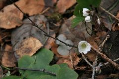 Blåveis (Hepatica nobilis)