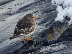 Fjæreplytt (Calidris maritima)