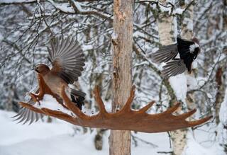 Nøtteskrike (Garrulus glandarius)