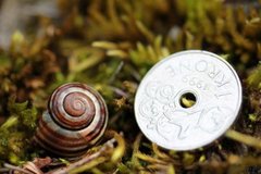 Hagesnegl (Cepaea hortensis)