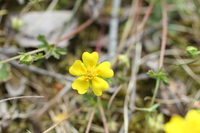 Flekkmure (Potentilla crantzii)