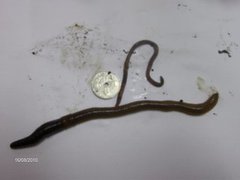 Stormeitemark (Lumbricus terrestris)