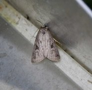 Kystfly (Stilbia anomala)