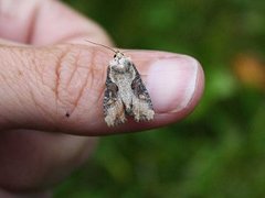 Sumpengfly (Lateroligia ophiogramma)