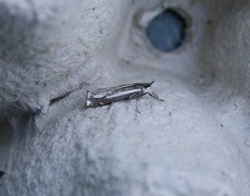 Lyngheinebbmott (Crambus ericella)