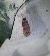 Agonopterix heracliana