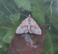Fjærbarmåler (Pennithera firmata)