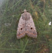 Brungrått høstfly (Agrochola lota)